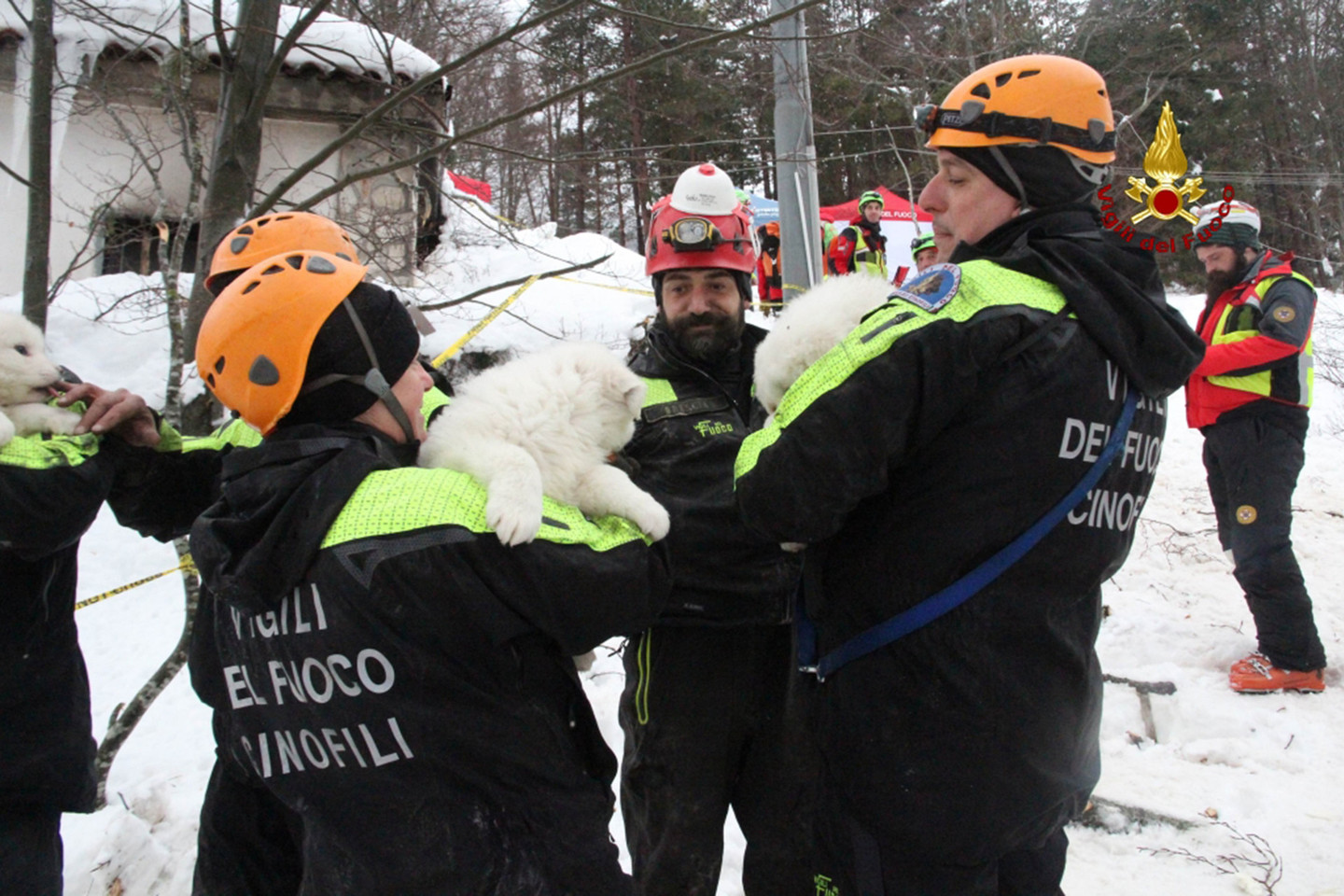 Italijoje gelbėtojai sako sniego griūties sugriautame kalnų viešbutyje radę tris gyvus šuniukus.<br>AFP/“Scanpix“ nuotr.
