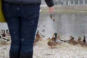 Neįtikėtini faktai apie antis