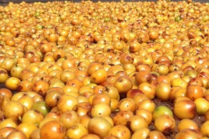Lietuviai netrukus galės mėgautis ypatinga kava