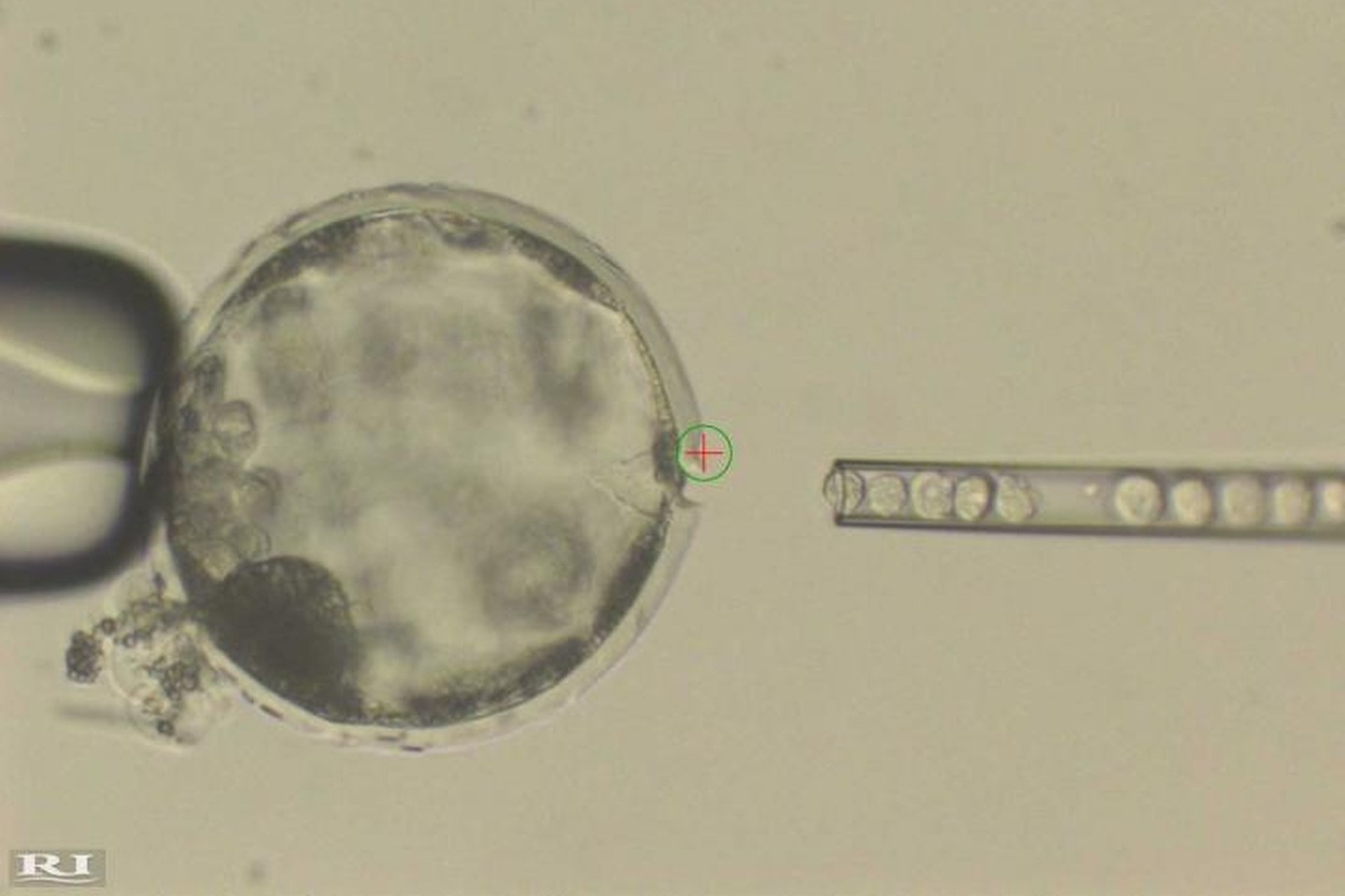 Žmogaus kamieninės ląstelės įšvirkščiamos į kiaulės blastocistą.<br>J.C.I.Belmonte nuotr.