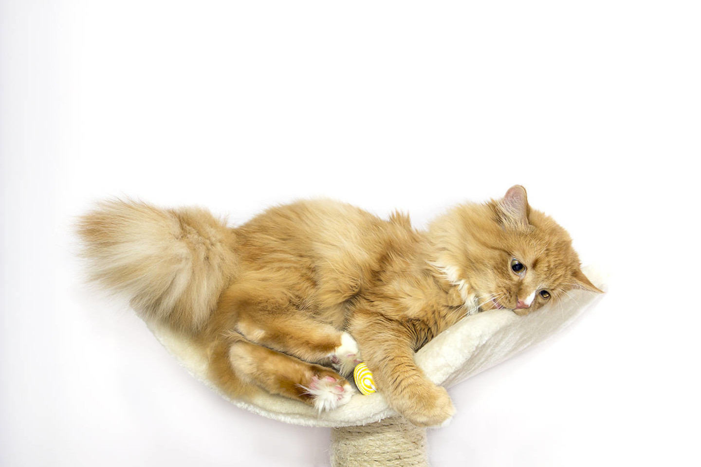 Nežinau, kaip žodžiais išreikšti savo meilę jam, nežinau, ar taip galima mylėti gyvūną, bet aš jį myliu beprotiškai.<br>J. Jurkėnaitės nuotr.