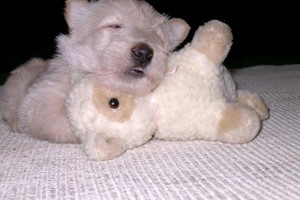 Svajonių šuo: net mirtino pavojaus akivaizdoje škotų terjerai lieka drąsūs