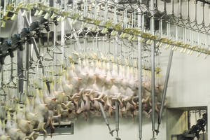 Lietuviškų viščiukų pėdutės tonomis keliauja į Kiniją: ten jos – delikatesas