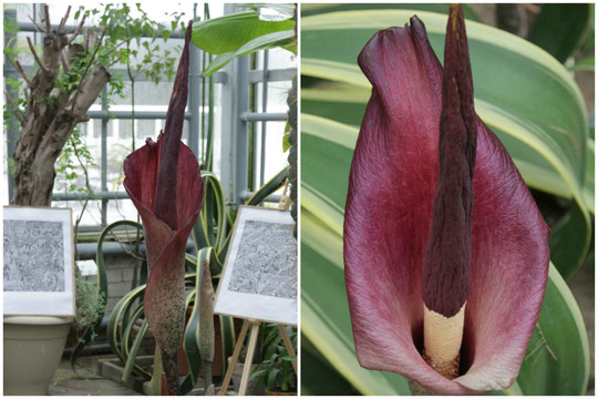 Pražydo egzotiškieji amorfofalai – pūvančia mėsa dvokiančios lavongėlės