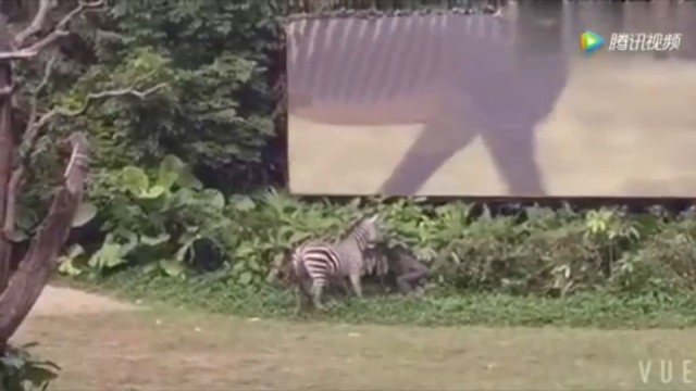 Užfiksavo, kaip zebras užpuola žmogų