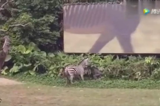 Užfiksavo, kaip zebras užpuola žmogų