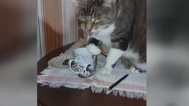 Netikėtas katino elgesys: laka arbatą iš puodelio