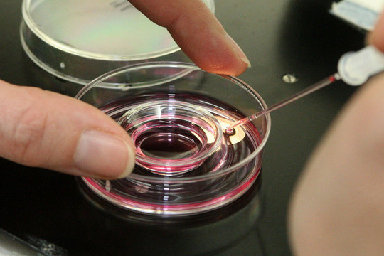 Seimo darbotvarkė aptirpo – nei pagalbinio apvaisinimo, nei fizinių bausmių draudimo