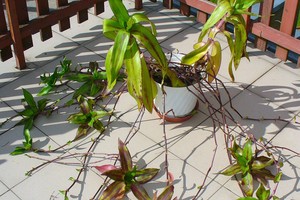 Atskleidė sveikatinančio augalo paslaptis – išgelbės ne vieną