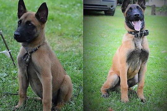 Balistikos ekspertai: Arvydo Komskio šūvis į šunį Ramzį negalėjo būti rikošetas