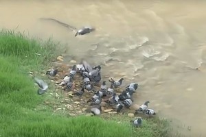 Iš vandens išnirę gelmių monstrai balandžių nepasigailėjo