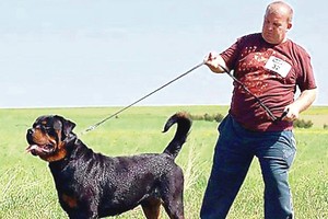 Vištgaudžių istorijoje – netikėtas posūkis