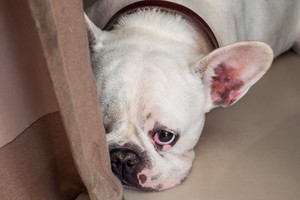 Perspėja gyvūnų šeimininkus dėl didelio pavojaus keturkojams