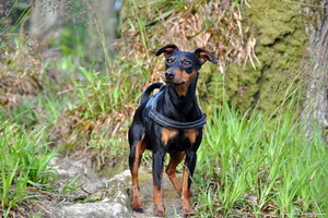Svajonių šuo: stirniukais šie keturkojai pravardžiuojami ne veltui