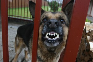 Rusijoje – tragiška nelaimė: du šunys sudraskė mergaitę