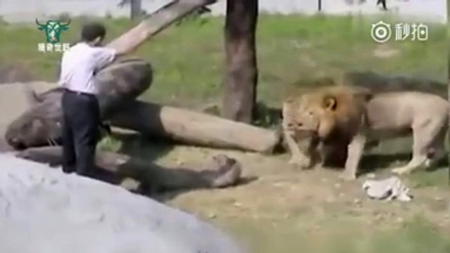 Kraują stingdanti akistata: apsvaigęs vyras bandė pažaboti liūtus