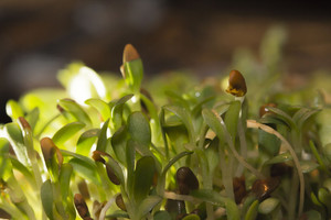 Šis augalas – tikras gyvybingumo šaltinis žiemą. Kaip jį sudaiginti