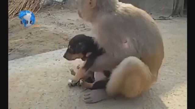 Užfiksuotas retas reiškinys gamtoje: beždžionė augina ir prižiūri šunelį