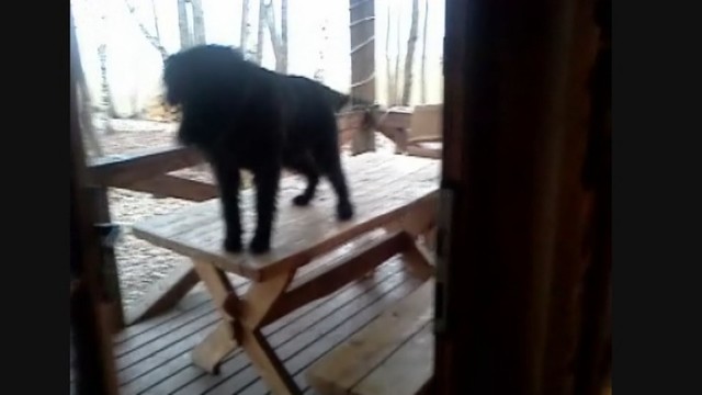 Nuotaikingas vaizdelis: šuo užšokęs ant stalo nebežinojo kaip nulipti