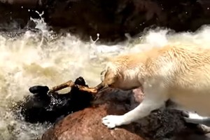 Milijonus sujaudinęs vaizdelis: drąsus šuo išgelbėjo skęstantį draugą