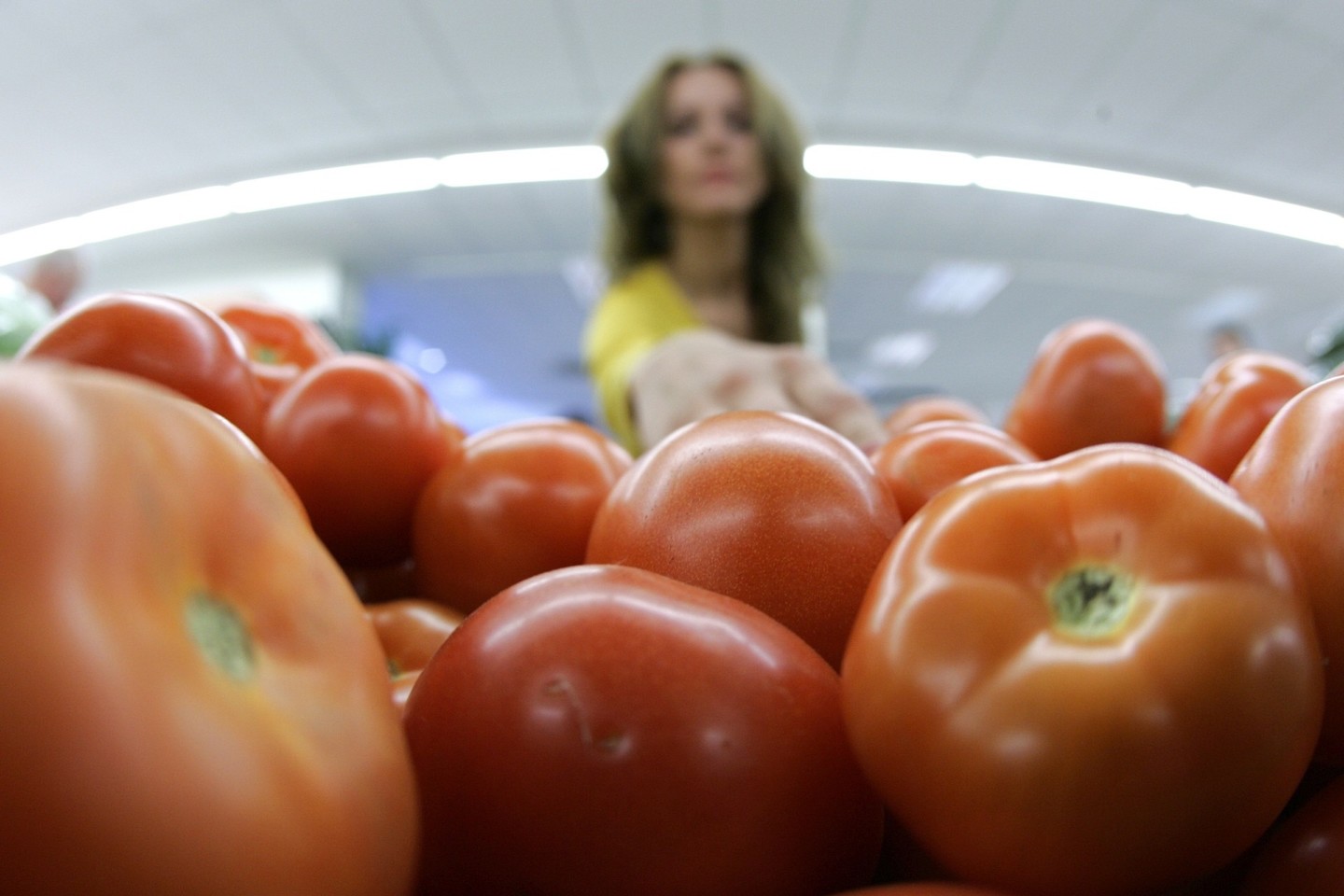 Visose dabartinėse pomidorų veislėse buvo geno variantas, lemiantis mažesnę daugelio svarbių kvapo molekulių gamybą.<br>V.Balkūno nuotr.