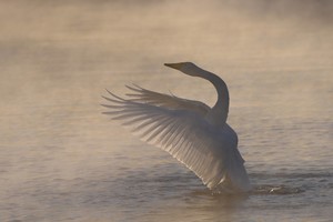 Paslaptingas ežeras Rusijos gilumoje vilioja sniego baltumo paukščius