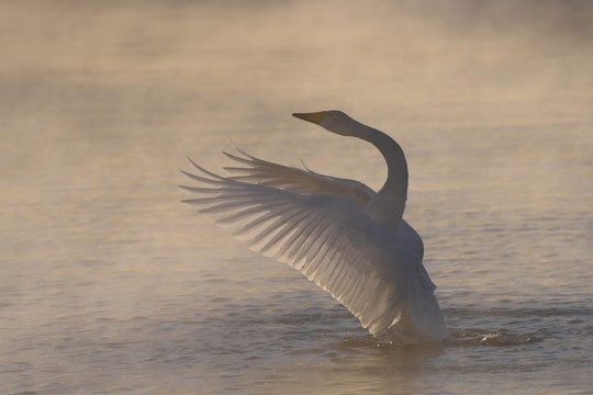 Paslaptingas ežeras Rusijos gilumoje vilioja sniego baltumo paukščius