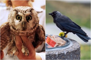 Varnos ir pelėdos – vieni aršiausių priešų pasaulyje