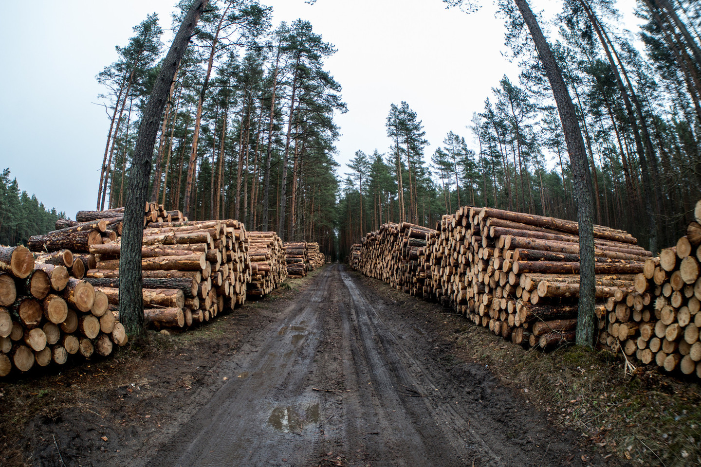 Lietuvoje biokuro pramonėje dirba beveik 7,5 tūkst darbuotojų.<br>V.Ščiavinsko nuotr.