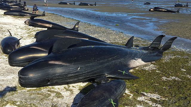Tragedija Naujojoje Zelandijoje: į krantą išmesta per 400 banginių