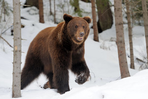 Lietuvą pamėgo meškėnai, o rudiesiems lokiams vietos čia per mažai