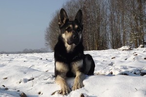 Svajonių šuo: Lietuvoje populiarėjanti veislė – Rytų Europos aviganis