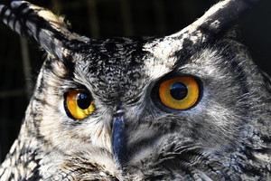 Ožkos ir tigro meile pagarsėjęs gamtos parkas parodė savo gyventojus