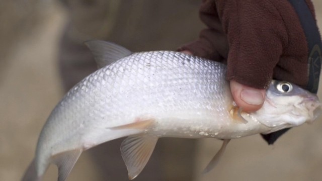 Žvejyba Minijos upėje: kokias priemones geriausia naudoti ir kas labiausiai kimba?