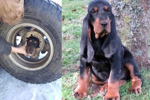 Žaismingas šuniukas į tokią keblią padėtį patekti nesitikėjo