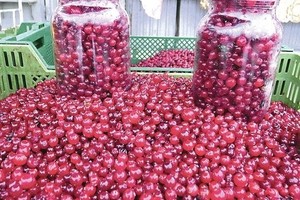 Patvirtinta: mažutė uoga gali apsaugoti net nuo vėžio