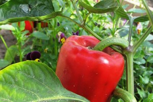 Atskleisti keli dalykai, kuo paprikų auginimas skiriasi nuo kitų daržovių