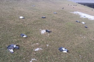 Kauniečiai nustėro: pievoje – dešimtys negyvų balandžių ir varnų