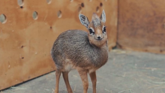 Susipažinkite: pati mažiausia antilopė pasaulyje
