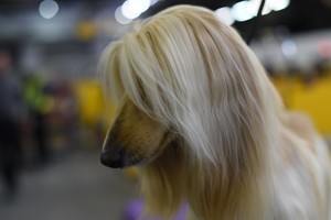 Prestižinėje šunų parodoje – iki tobulybės išpuoselėti keturkojai