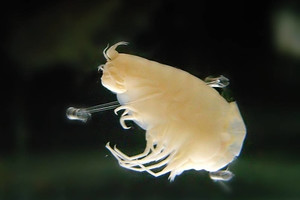 Vandenyno gelmių gyvius ištyrę mokslininkai aptiko nemalonių radinių