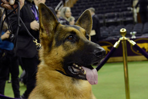 Amerika išrinko patį gražiausią šunį