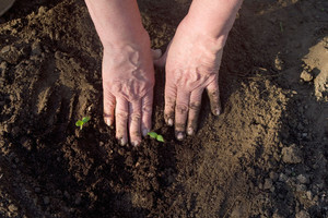 Pagėgiškės patarimai – jau daug metų miestelyje ji pirmoji turi žalumynų derlių