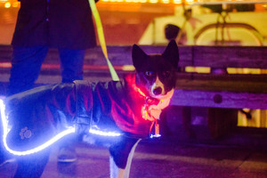 Klaipėdos gatvėse – išskirtinis reginys: to Lietuvoje dar nematėte