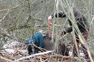 Myriop pasiųstų briedžių likimai – skirtingi
