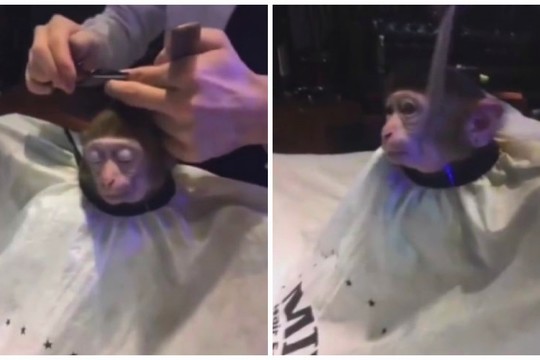 Japonas įrodė, kad įmantrios šukuosenos — ne vien žmonėms