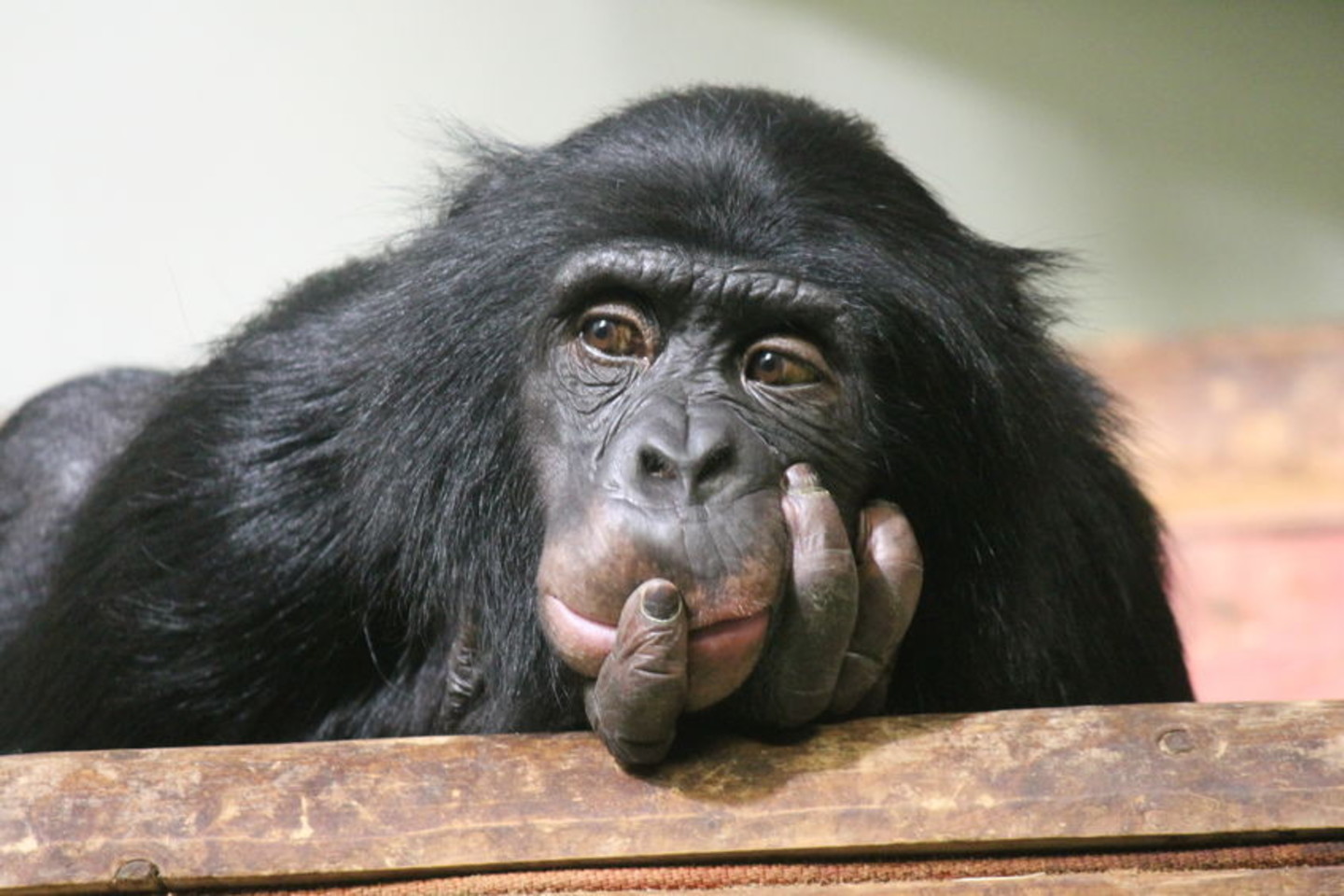 Kai kuriose srityse šimpanzės pranoksta netgi mus, žmones.<br>123rf nuotr.