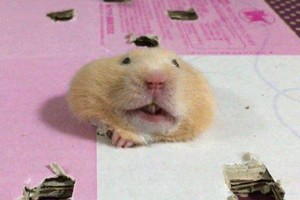 Žiurkėnas suprato, kad užstrigo. Jo reakcija prajuokins iki ašarų