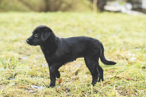 Neįprastus šunų vardus išgirdusi mergina žinojo, kaip pavadins savąjį