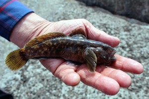 Menkės – ne lietuvių nosiai, teks tenkintis žuvimis atėjūnėmis – grundalais